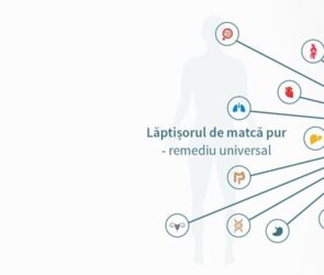 Laptisorul de matca