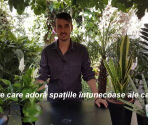 Plante care rezista la intuneric