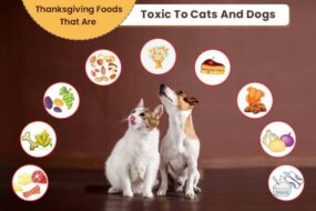 Alimente toxice animalelor de companie