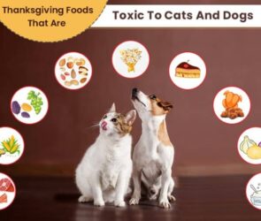 Alimente toxice animalelor de companie